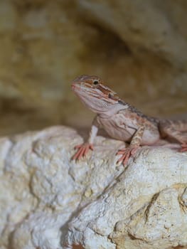Bearded dragons Red Leatherback (Pogona vitticeps)
