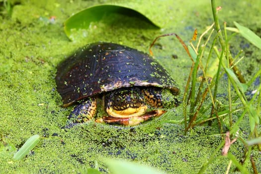 Endangered juvenile Blandings Turtle (Emydoidea blandingii) surveys the marsh in northern Illinois.
