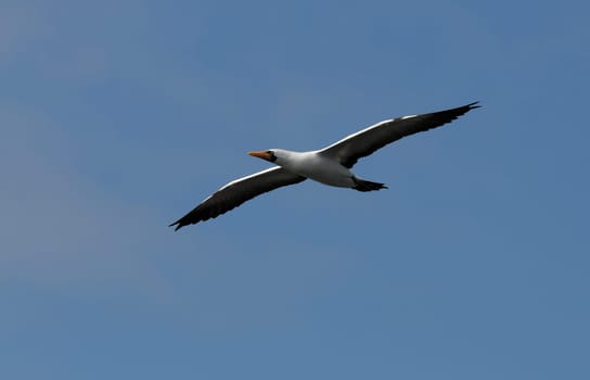 Masked booby