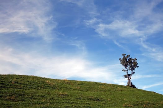 The Lonely Tree