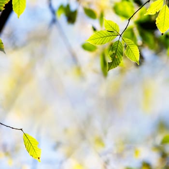 green leaves with sun for adv or others purpose use