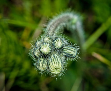 green buds of plants,bristling with needles