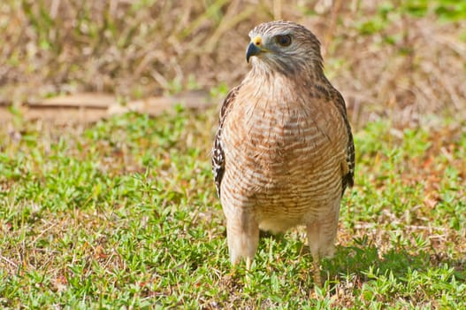 Hawk Buzzard