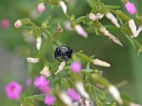 Male jumping spider (Evarcha arcuata) on centaury