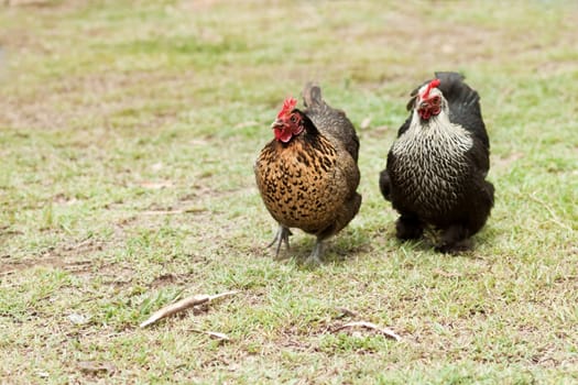 Two organic living free range bantam hens live poultry fowls on the farm