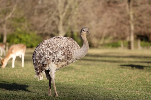 Details of emu in grassland, in captivity.