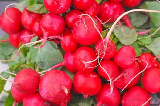 Radish (Raphanus sativus) edible root vegetable food