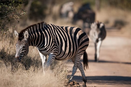 Plains zebra (Equus quagga) walking, South Africa