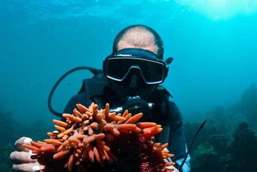 Scuba diver holding up a spiny sea cucumber (Holothuroidea)