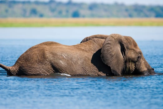 African bush elephant (Loxodonta africana) swimming in river