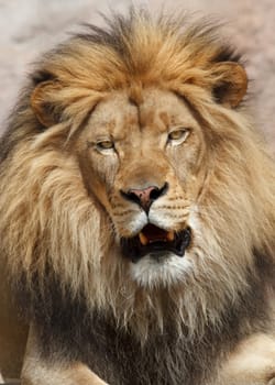 Lion