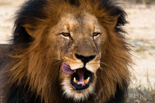 Male lion licking lips, Kruger National Park