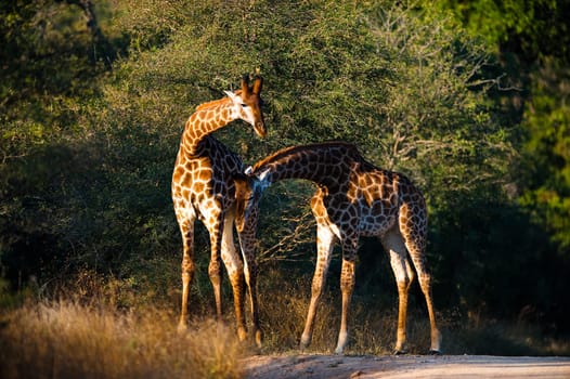 Two giraffes (Giraffa camelopardalis) walking, South Africa