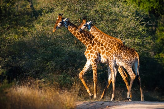 Two giraffes (Giraffa camelopardalis) walking, South Africa