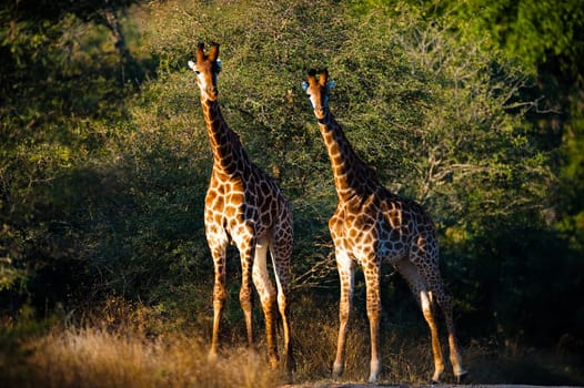 Two giraffes (Giraffa camelopardalis) walking, South Africa
