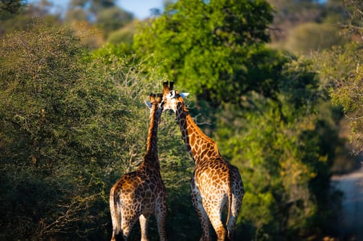 Two giraffes (Giraffa camelopardalis) walking, South Africa