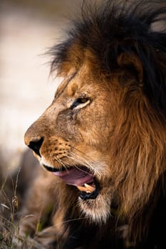 Yawning lion near Kruger National Park