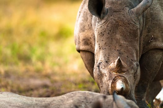 Rhino close up head on, Kruger National Park
