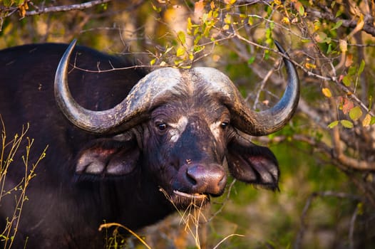 An African Buffalo (Syncerus caffer) near Kruger National Park