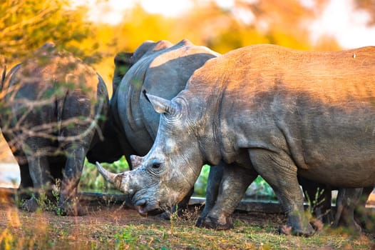 Rhinos at a watering hole, Kruger National Park
