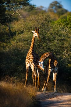 Two giraffes (Giraffa camelopardalis) walking, South Africa