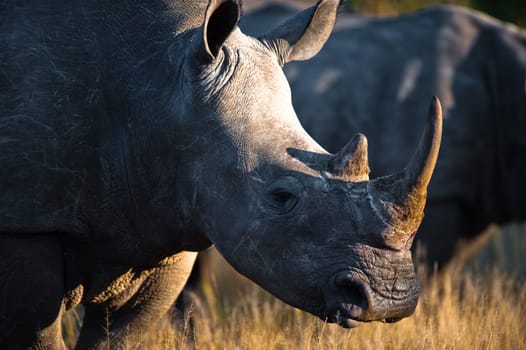 A southern white rhinoceros (Ceratotherium simum simum) grazing