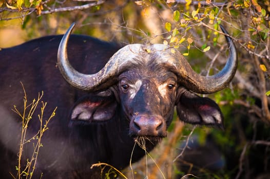 An African Buffalo (Syncerus caffer) near Kruger National Park