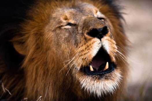 Lion barking near Kruger National Park, South Africa