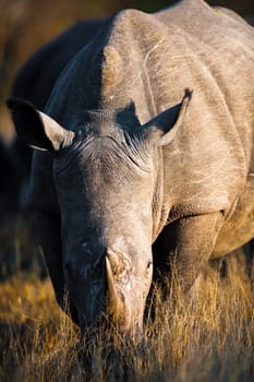 A southern white rhinoceros (Ceratotherium simum simum) grazing
