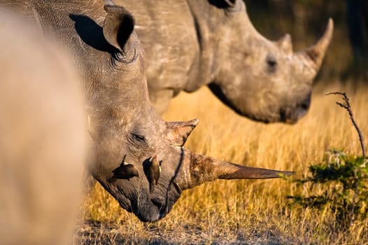 Rhinoceros near Kruger National Park, Hoedspruit, South Africa
