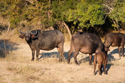 African buffalo (Syncerus caffer) near Kruger National Park