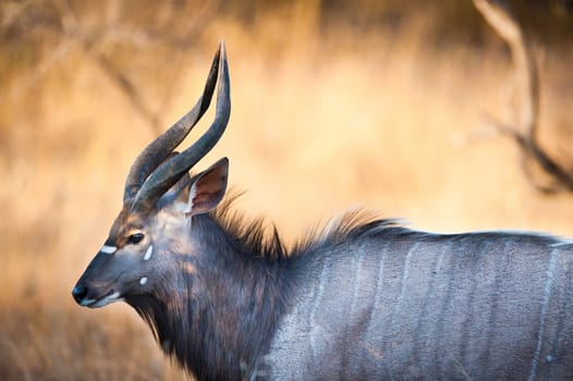 Nyala (Tragelaphus angasii) near Kruger National Park