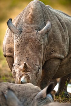Rhino close up head on, Kruger National Park