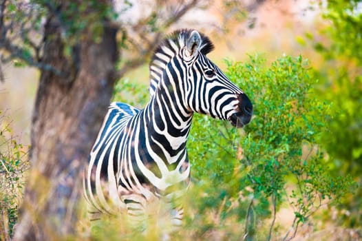 Plains zebra (Equus quagga) walking, South Africa