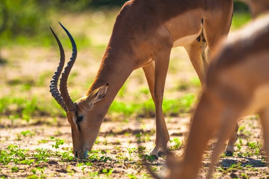 Impala (Aepyceros melampus) in Chobe National Park, Botswana