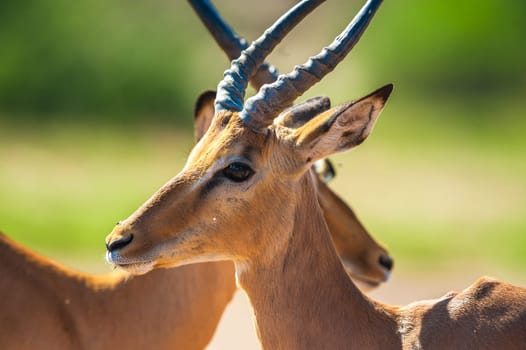 Impala (Aepyceros melampus) in Chobe National Park, Botswana