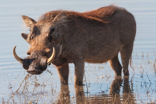 Brown hairy warthog in the water of a river