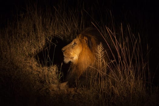 Lion in bush at night near Kruger National Park