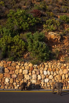 Baboons on the side of a curving seaside road