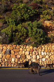 Baboons on the side of a curving seaside road
