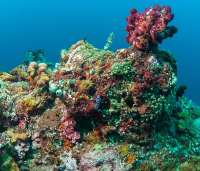 Underwater coral, fish, and plants Bali, Indonesia