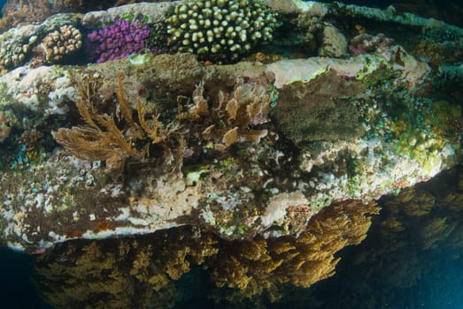 World War II shipwreck underwater in Bali