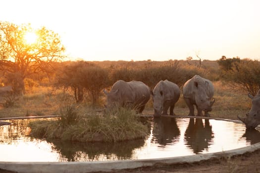 Rhinos at a watering hole, Kruger National Park