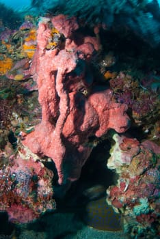 Underwater coral, fish, and plants Bali, Indonesia