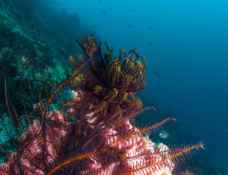 Underwater coral, fish, and plants Bali, Indonesia