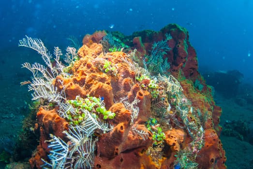 Underwater coral, fish, and plants Bali, Indonesia