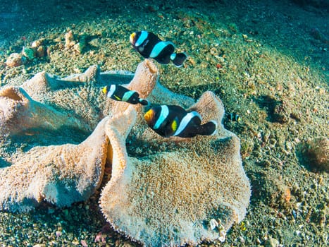 Sebae clownfish (Amphiprion sebae) swimming over coral, Bali