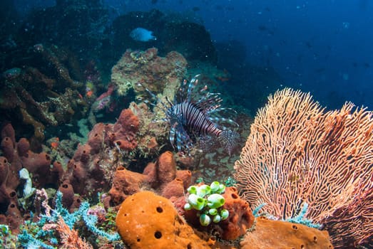 Common lionfish (Pterois volitans) underwater in Bali, Indonesia