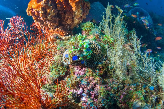 Underwater coral, fish, and plants Bali, Indonesia