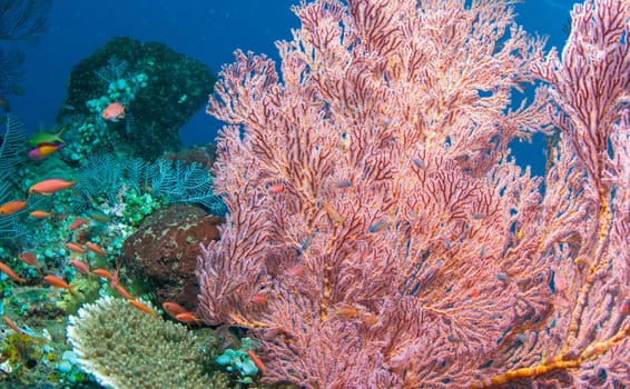 Underwater coral, fish, and plants Bali, Indonesia